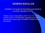 GENERO BACILLUS Incluídos en el grupo de bacterias gram