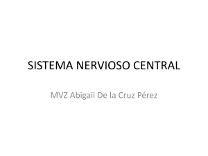 SISTEMA NERVIOSO CENTRAL