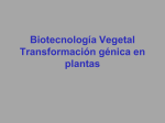 Transformacion de Plantas Transgenicas