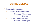 Orden Spirochaetales. Género Treponema. T.pallídum