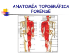 anatomia-topografica-forense - Escuela Superior de Policia