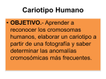 Cariotipo Humano