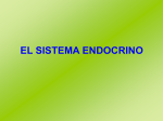 7. El sistema endocrino.