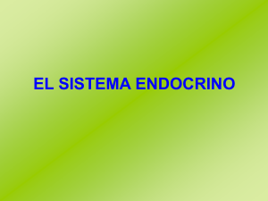 7. El sistema endocrino.