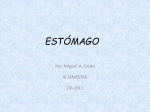 estómago - Telmeds.org