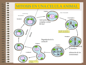 mitosis - prepafloresmagon.com