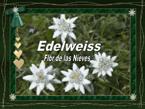 Edelweiss- Flor de las Nieves