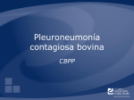 Contagious Bovine Pleuropneumonia - The Center for Food Security
