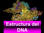 Estructura del DNA
