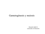 Gametogénesis y meiosis