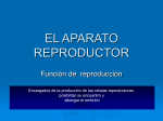 el aparato reproductor