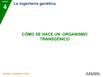 7 Cómo se hace un organismo transgénico
