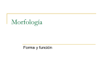 Morfología - EduSociales