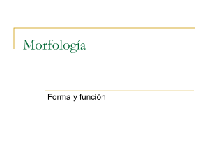 Morfología - EduSociales