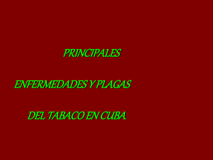 Virus del grabado del tabaco.