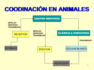 Coordinación animal