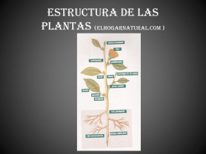 ESTRUCTURA_DE_LAS_PLANTAS_AUMENTADO