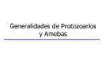 0823_Generalidades_de_protozoarios_y_amebas
