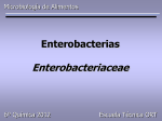 Enterobacteriaceae - Campus Virtual ORT
