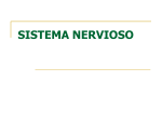 Sistema_nervioso
