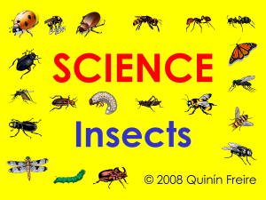 SCIENCE Insects - APRENDE APRENDA