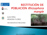 REINTRODUCCIÓN DE Rizophora mangle