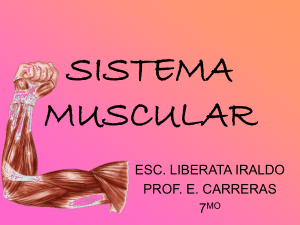 SISTEMA MUSCULAR