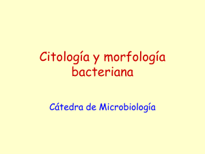 Citología y morfología bacteriana