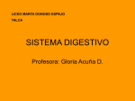 Aparato Digestivo - Liceo Marta Donoso Espejo
