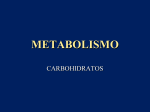 METABOLISMO D CARBOIDRATOSppt