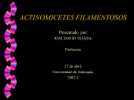 actinomicetes filamentosos