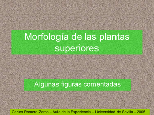 Morfolog&iacute;a de las plantas superiores