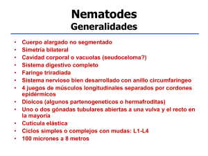 07_Nematodes