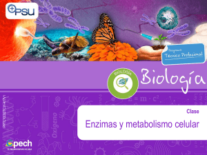 enzimas