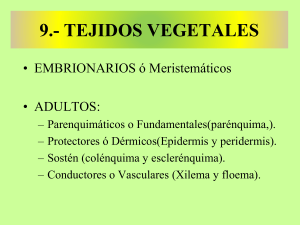 tema 9.3.tejidos vegetales