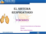 El sistema respiratorio