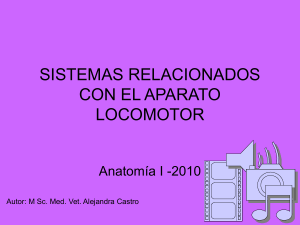 sistemas relacionados con el aparato locomotor
