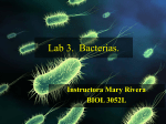 Lab 3. Bacterias.