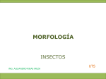 morfología