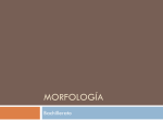 PPT morfología - IES Don Bosco