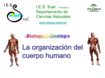 Pp. La organización del cuerpo humano
