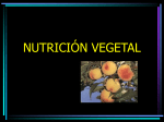 Nutrición vegetal
