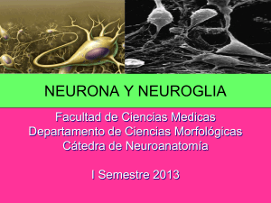 neurona y neuroglia - Neuroanatomía neuro0305