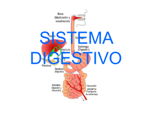 sistema digestivo - Colegio Santa Sabina