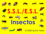 Insectos - APRENDE APRENDA