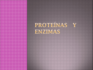 proteinas - enzimas