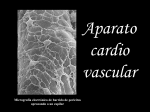 Aparato cardio vascular