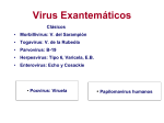 Virus Exantemáticos