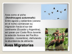 Aves 2 - CostaRicaysudiversidad