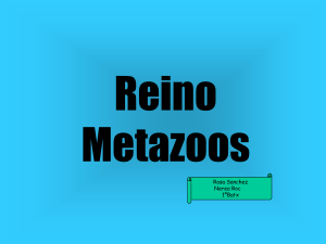 Reino Metazoos